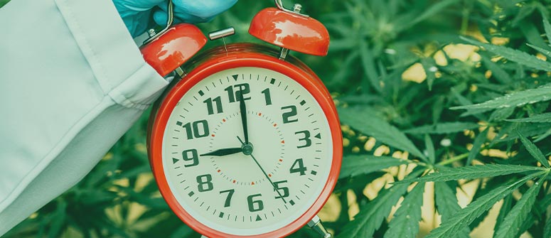 Combien de temps dure la floraison du cannabis ?